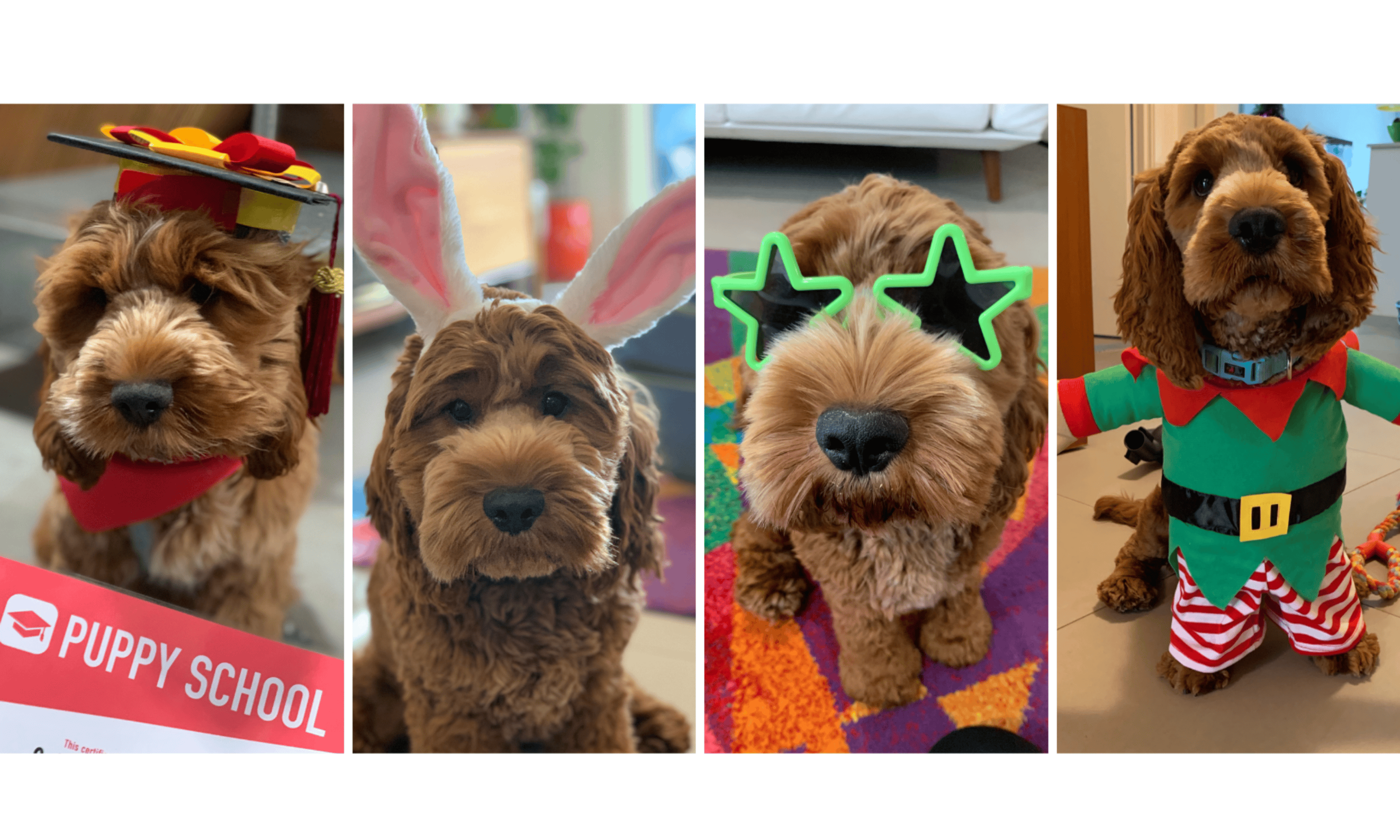 Price Family Pet Sitting Service