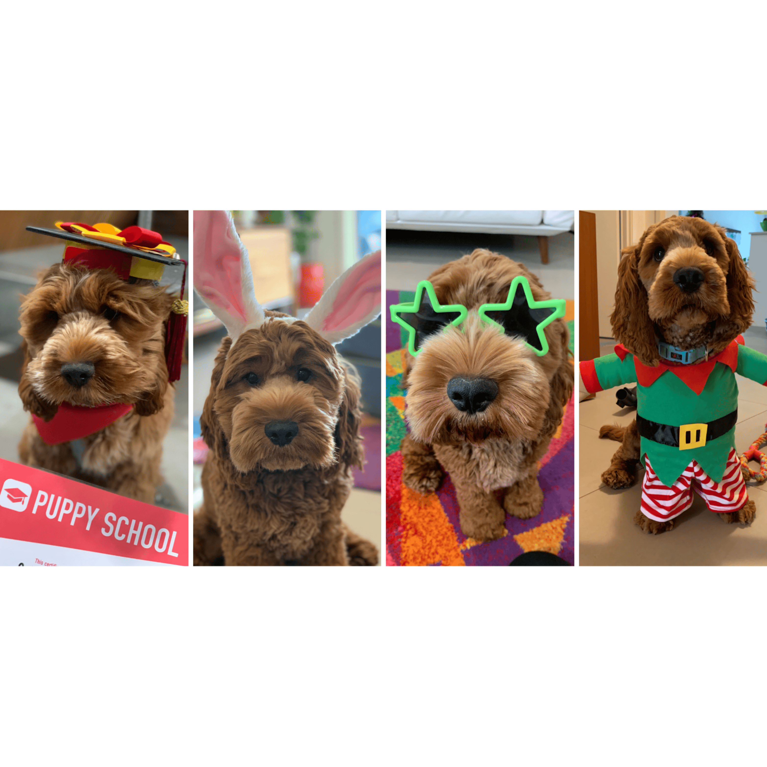 Price Family Pet Sitting Service